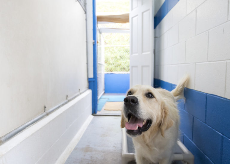 The Best Dog Boarding in San Diego Pacific Pet Resort™